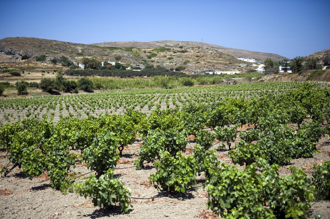 Kostantakis Residence & Winery Pollonia Dış mekan fotoğraf